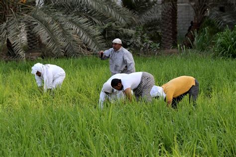 Pictures: Rice farming in Saudi Arabia | News-photos – Gulf News