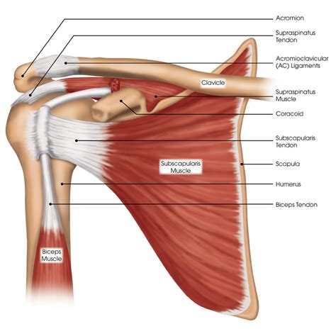 The Healthy Scientist: Training with Blades