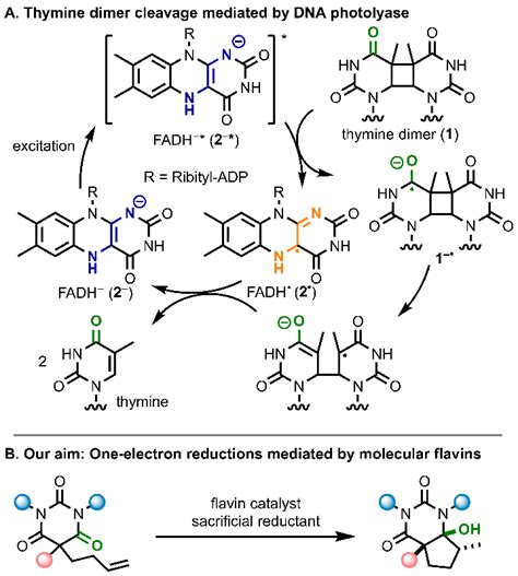 Mechanism of enzymatic thymine dimer 1 cleavage mediated by DNA ...