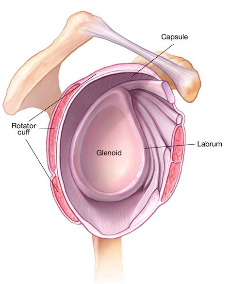 glenoid-labrum-capsule-and-cuff - Shoulder & Elbow