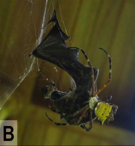 Bat-Eating Spiders: The Most Terrifying Thing You'll See Today | WIRED