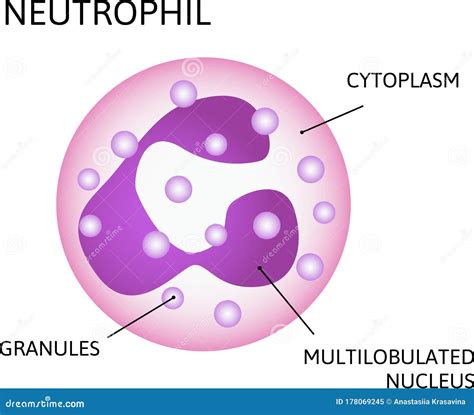 Cells With Nucleus On Scientific Background Stock Illustration ...