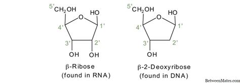 Deoxirribonucleótido y ribonucleótido - CIENCIA 2024