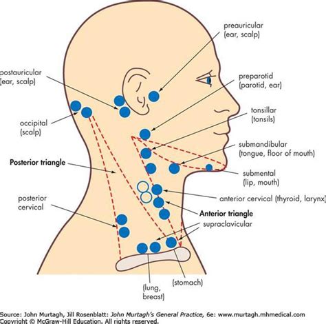 Pictures Of Anterior Cervical Lymph Nodes