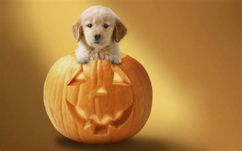 Puppy Halloween Wallpapers - Wallpaper Cave