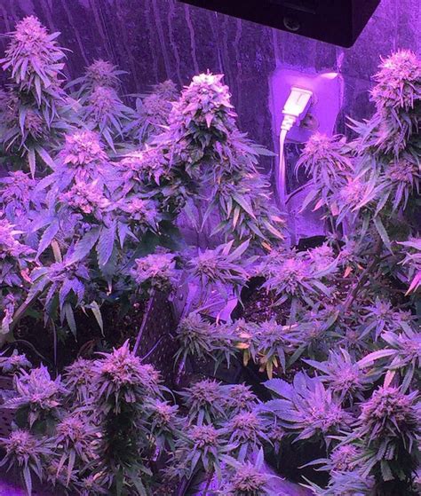 Which LED Grow Lights Are Best for Growing Cannabis? | Grow Weed Easy