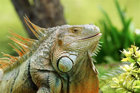 Smartest Reptiles - A-Z Animals