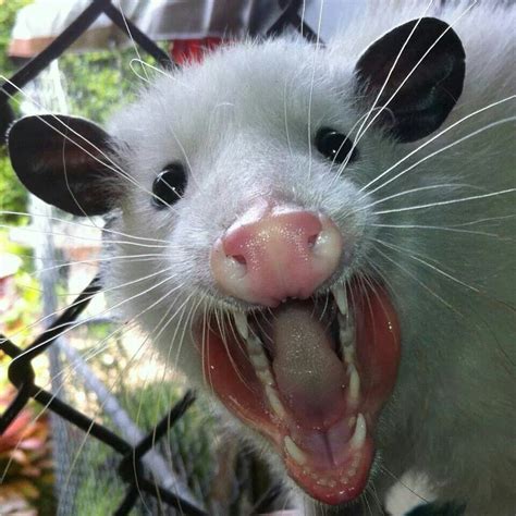 Pin by pjuergy on Too Cute | Baby possum, Cute funny animals, Cute animals