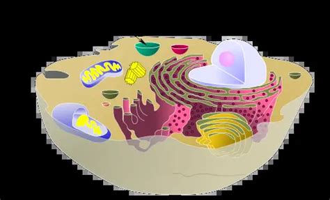 Vacuoles - Development, Types, Functions and Microscopy