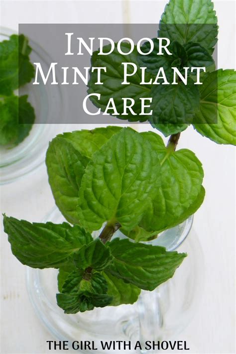 Indoor Mint Plant Care for Year-round Mint! | Mint plant care, Growing ...