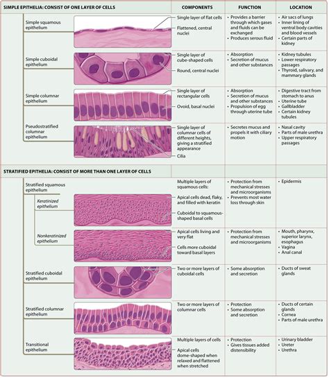 Module 4.2 Epithelial Tissues | Basic anatomy and physiology, Human ...