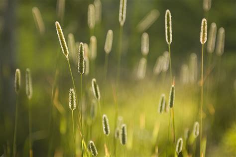 10 Best Ornamental Grasses for Winter Gardens