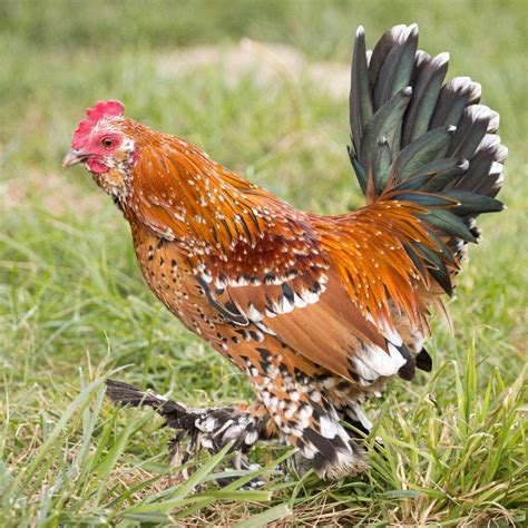 Why Mille Fleur d’Uccle Chickens Are The Best Pets