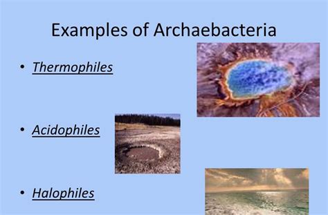 Archaea examples kingdom