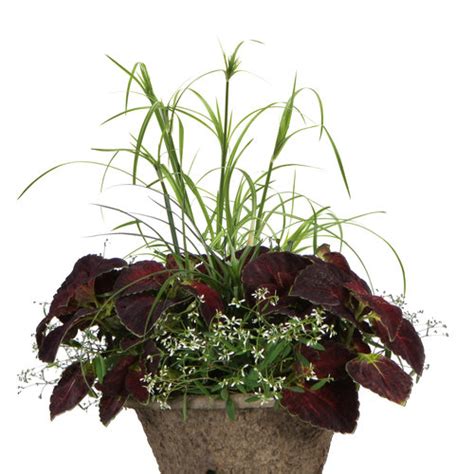 Graceful Grasses® King Tut® - Egyptian Papyrus - Cyperus papyrus ...