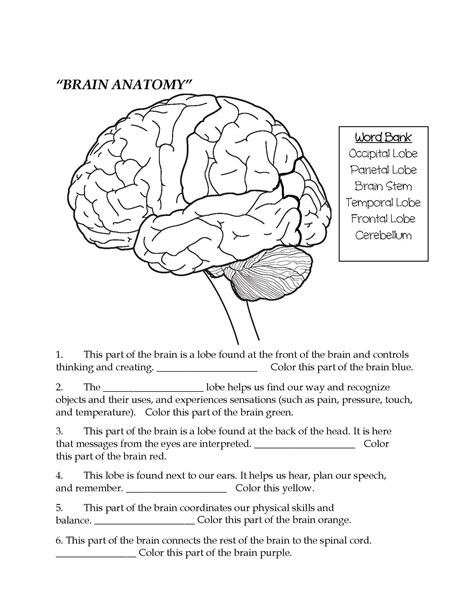 Nervous System Review Worksheet Answers | 2nd grade worksheets, Brain ...