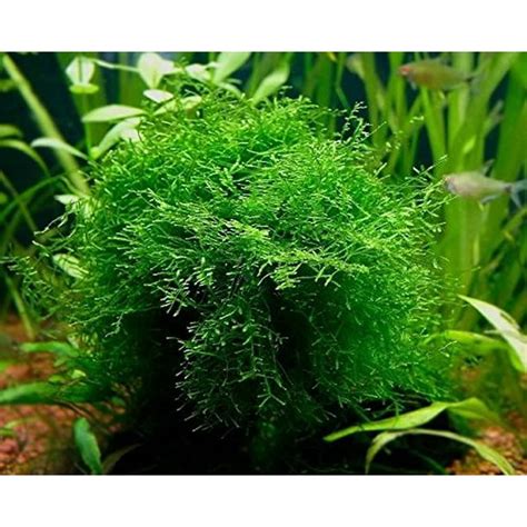 Java Moss - Easy Live Fresh Water Aquarium Plants - Walmart.com ...