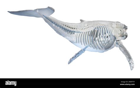 Whale anatomy, illustration Stock Photo - Alamy