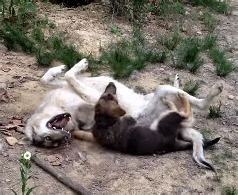 Giant wolf hybrid and small German Shepherd puppy are so adorable playmates