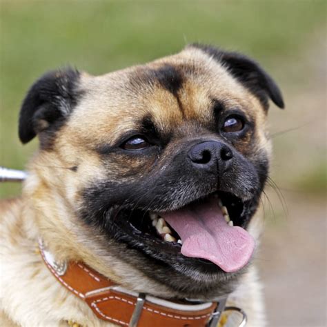 16 Pug Mixes You'll Want to Adopt | Reader's Digest