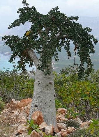 Typical trees from Socotra Island a) The Cucumber Tree-Dendrosicyos ...