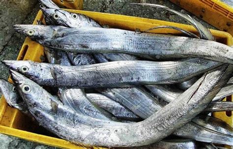 ️ Harga Ikan Layur per Kg Terbaru Agustus 2024 | HargaBulanIni.com