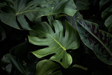 Monstera Wallpapers - Top Free Monstera Backgrounds - WallpaperAccess