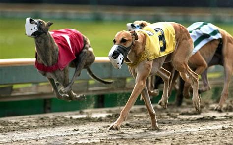 Greyhound – the fastest dog in the world | DinoAnimals.com