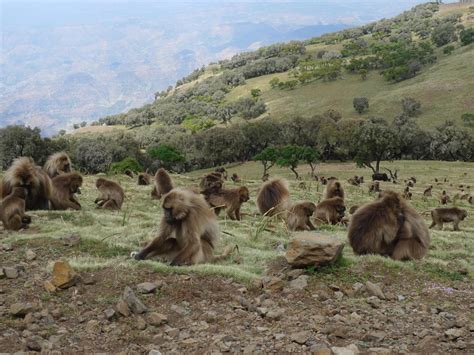 Habitat - Brilliant Baboons