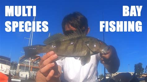 Multi Species! | Fishing San Diego Bay - YouTube