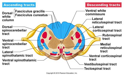 Spinal Cord Cross Section - Jimena-has-Mcbride