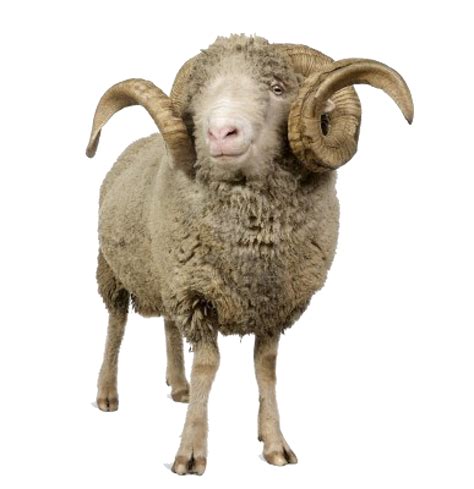 Clipart sheep ram, Clipart sheep ram Transparent FREE for download on ...