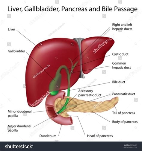 Gallbladder And Liver Diagram Labeled