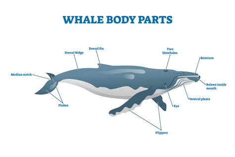 Whale Body Parts - Do you know them all? | Sea the Gold Coast