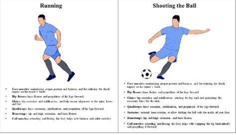 Muscles used during the actions of running and shooting in football ...