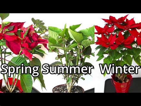 How to Prune Your Poinsettia for Optimal Growth - HayFarmGuy