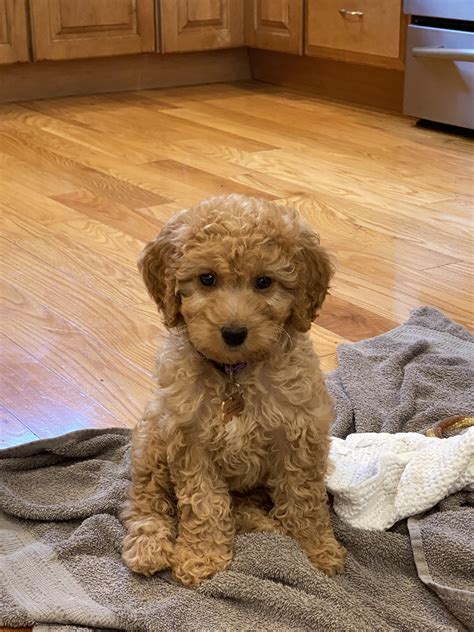 Meet Millie - 10 week old F1B Mini :) : r/Goldendoodles