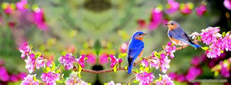 birds and nature | Facebook cover images, Facebook cover, Fb cover photos