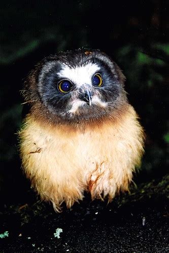 Baby Birdorable: Saw-whet Owl in Owls, Baby Birds