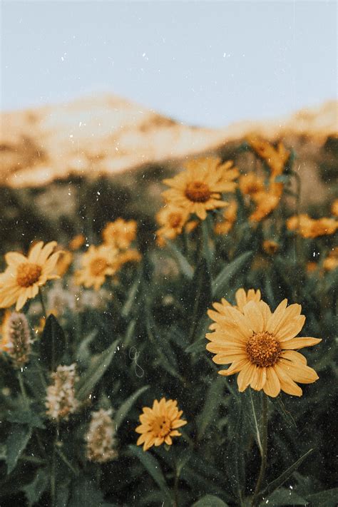 VSCO Flower Wallpapers - Wallpaper Cave