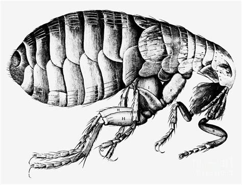 Flea, Robert Hooke Drawing Photograph by Science Source - Fine Art America