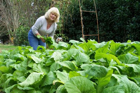 Garden Staple Crops – Harris Seeds