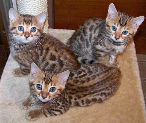 Cute Bengal Kittens Photography