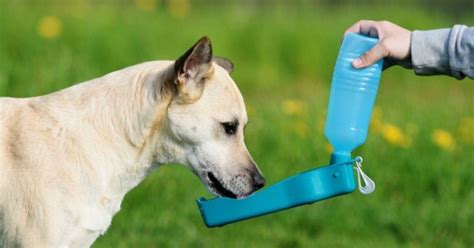 Best Dog Travel Water Bottles | PetGuide