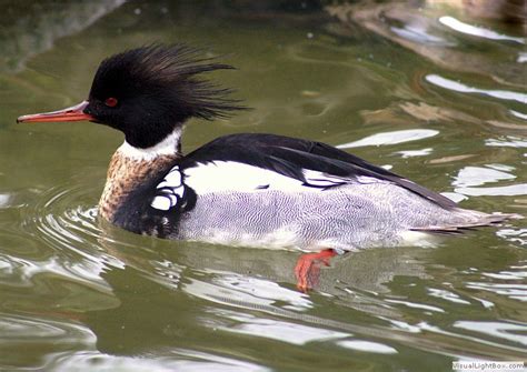 Identify types of Sea Ducks - Photos of Sea Ducks - Wildfowl Photography.