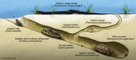 Our Herp Class: Natural History of the Gopher Tortoise (Gopherus ...