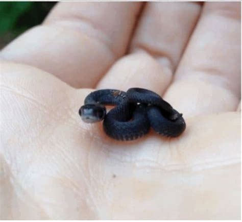 25 Cute Snakes You Have to See (With Pictures) | Happy Serpent