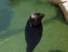 Seal Clapping GIFs | Tenor