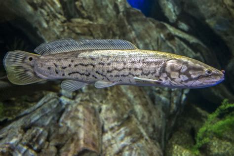 Fish Facts: Bowfin - Choupique - The Jump