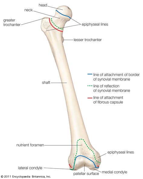 [DIAGRAM] Full Femur Diagram - MYDIAGRAM.ONLINE